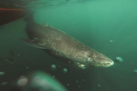 Greenland shark 